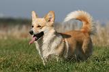 CORGI PEMBROKE 1120